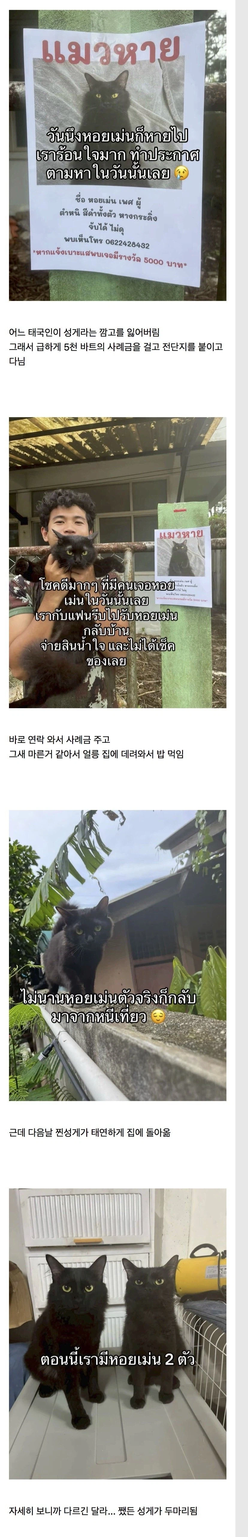 고양이를 잃어버린 태국인의 최후_1.webp