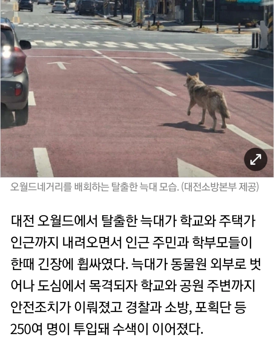 대전늑대)그래도 아직 인명피해는 없어서 다행이네_1.webp