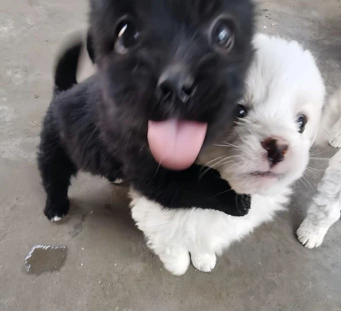 트릭컬) 사진 옮겨 그리기_8.webp