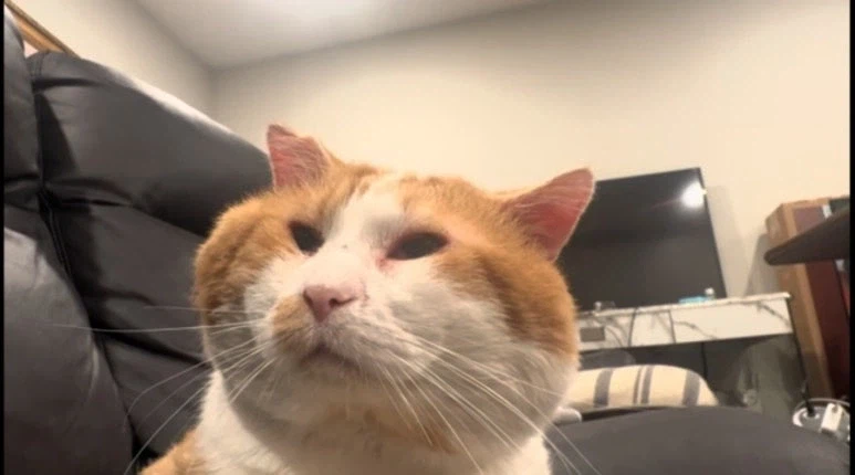 트릭컬) 사진 옮겨 그리기_10.webp