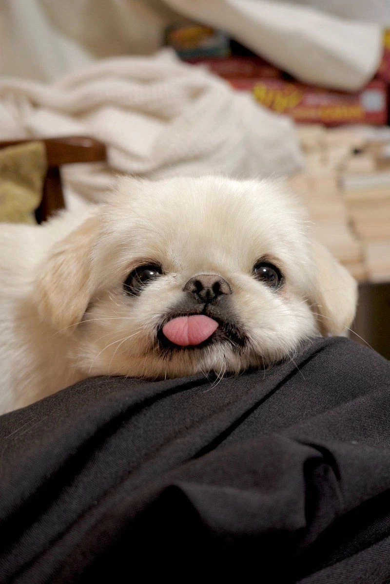 트릭컬) 사진 옮겨 그리기_18.webp