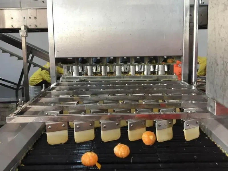 통조림 귤의 비밀_1.webp