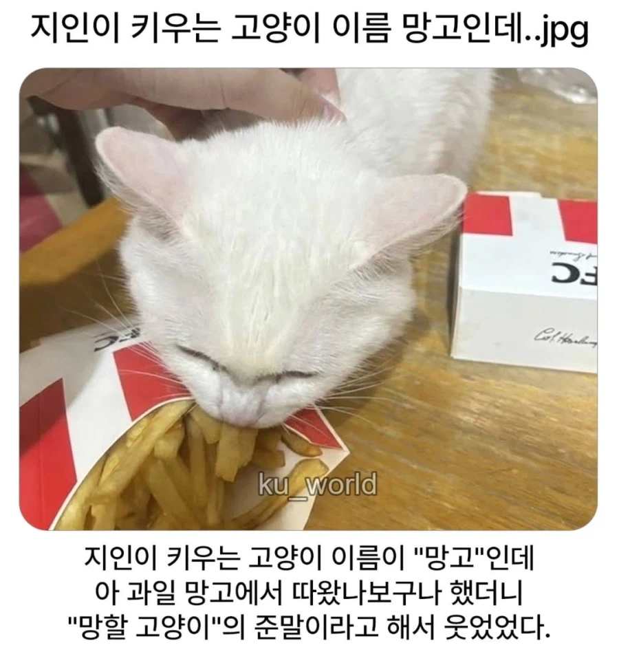 지인이 키우는 고양이 이름 망고인데.jpg_1.webp