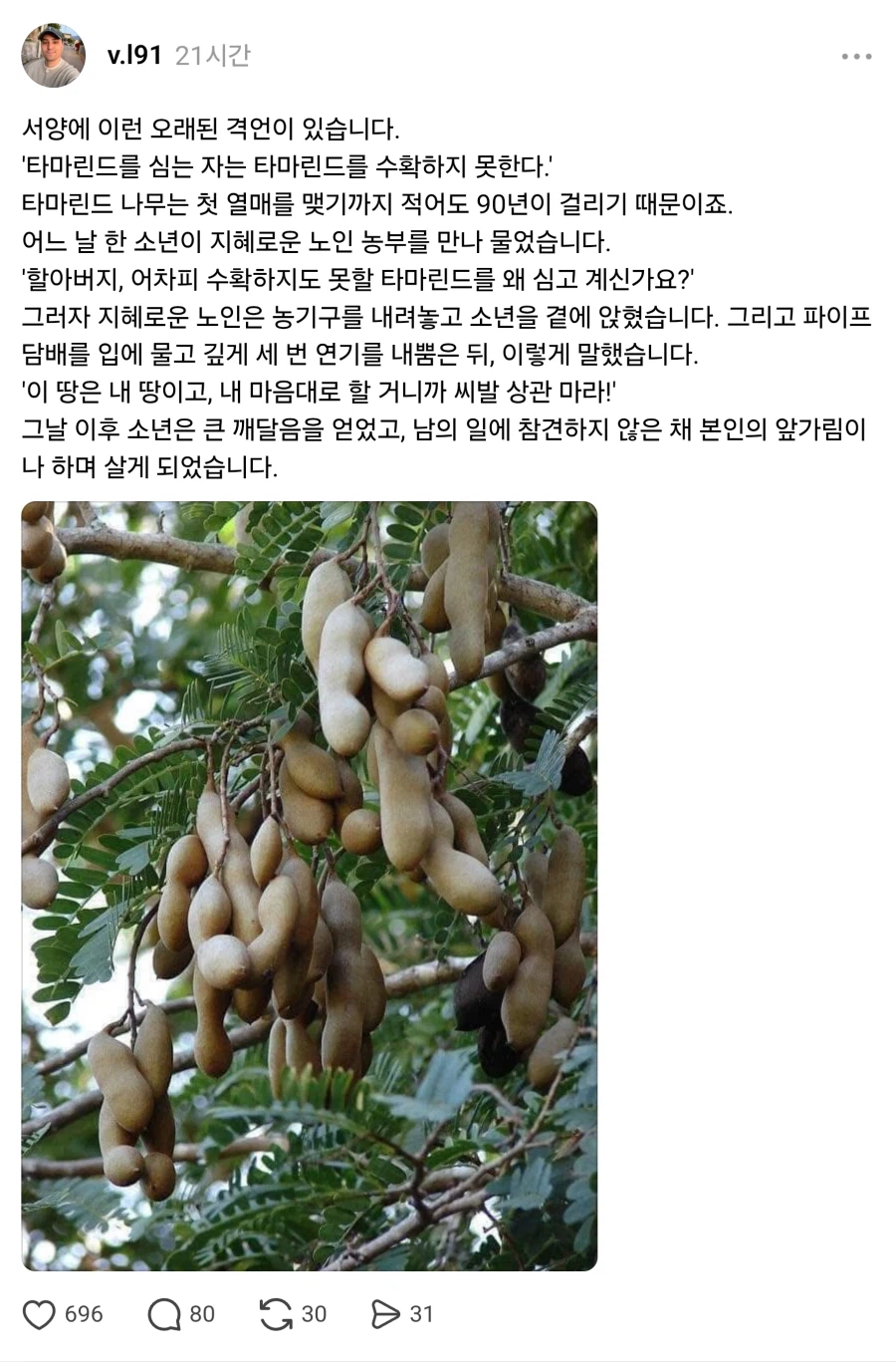 타마린드 나무는 첫 열매까지 90년이 걸린다_1.webp