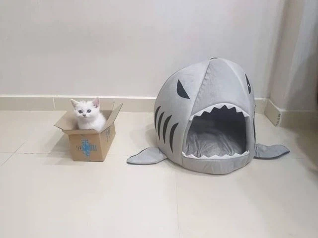 고양이 특_1.webp