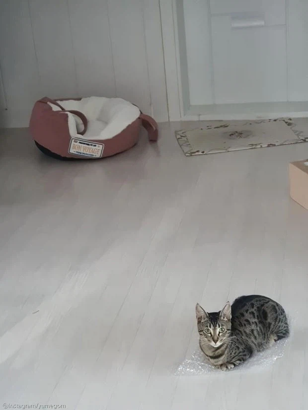 고양이 특_2.webp