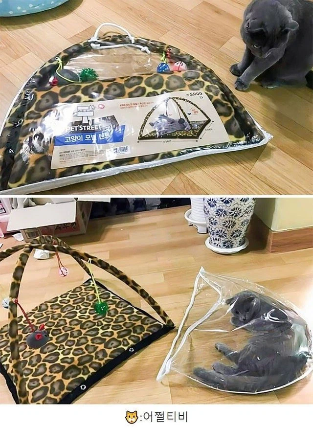 고양이 특_4.webp