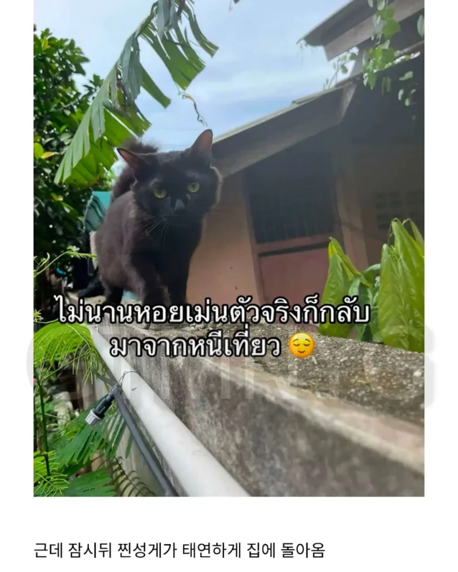 고양이 잃어버렸는데 찾긴 찾음 근데 이게 뭐야...jpg_3.webp