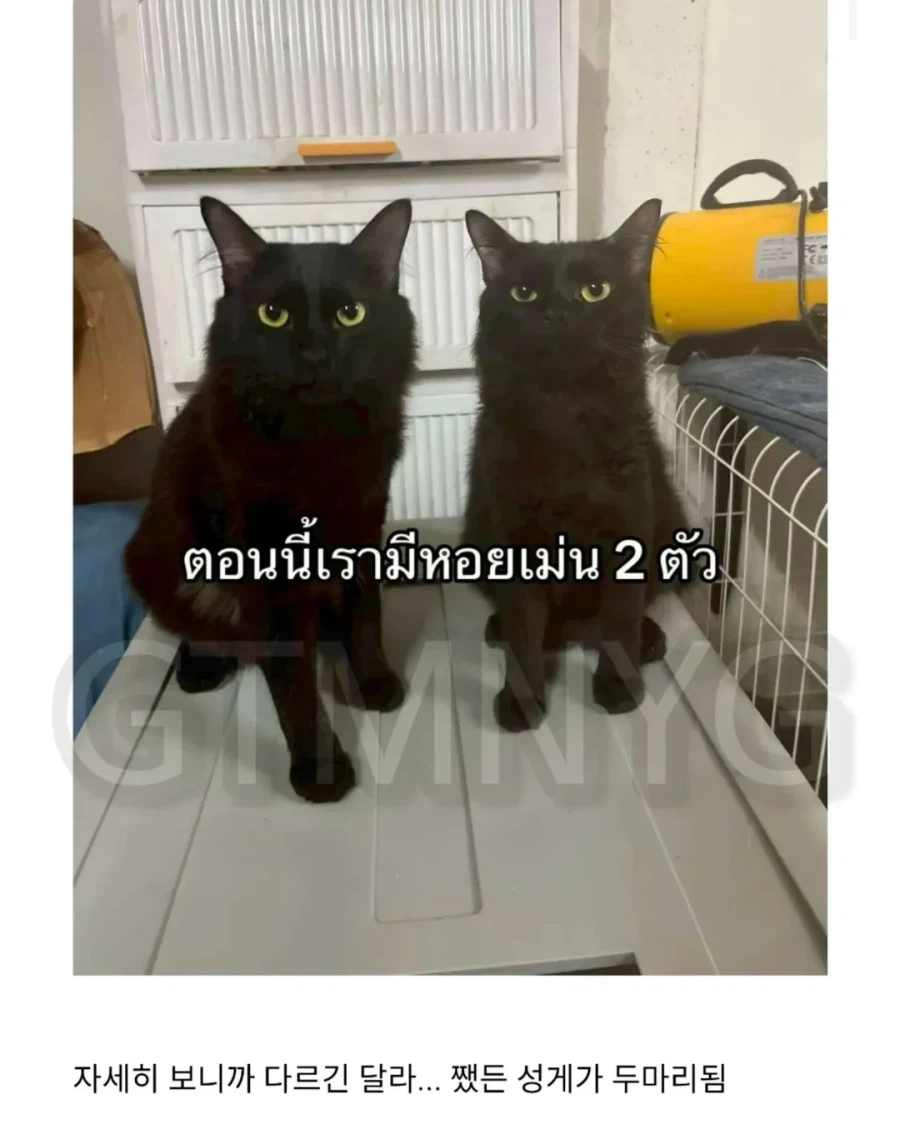 고양이 잃어버렸는데 찾긴 찾음 근데 이게 뭐야...jpg_4.webp