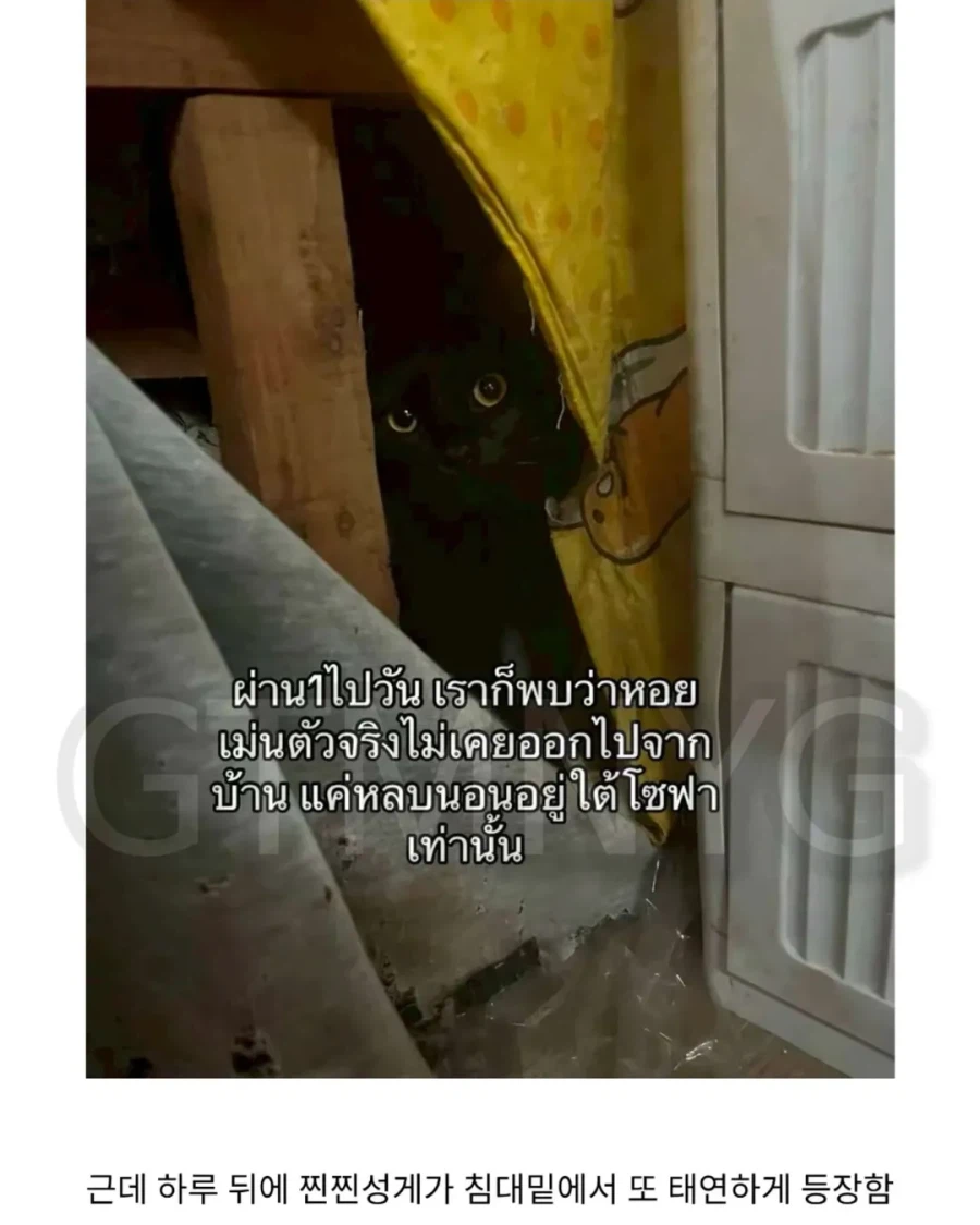 고양이 잃어버렸는데 찾긴 찾음 근데 이게 뭐야...jpg_5.webp