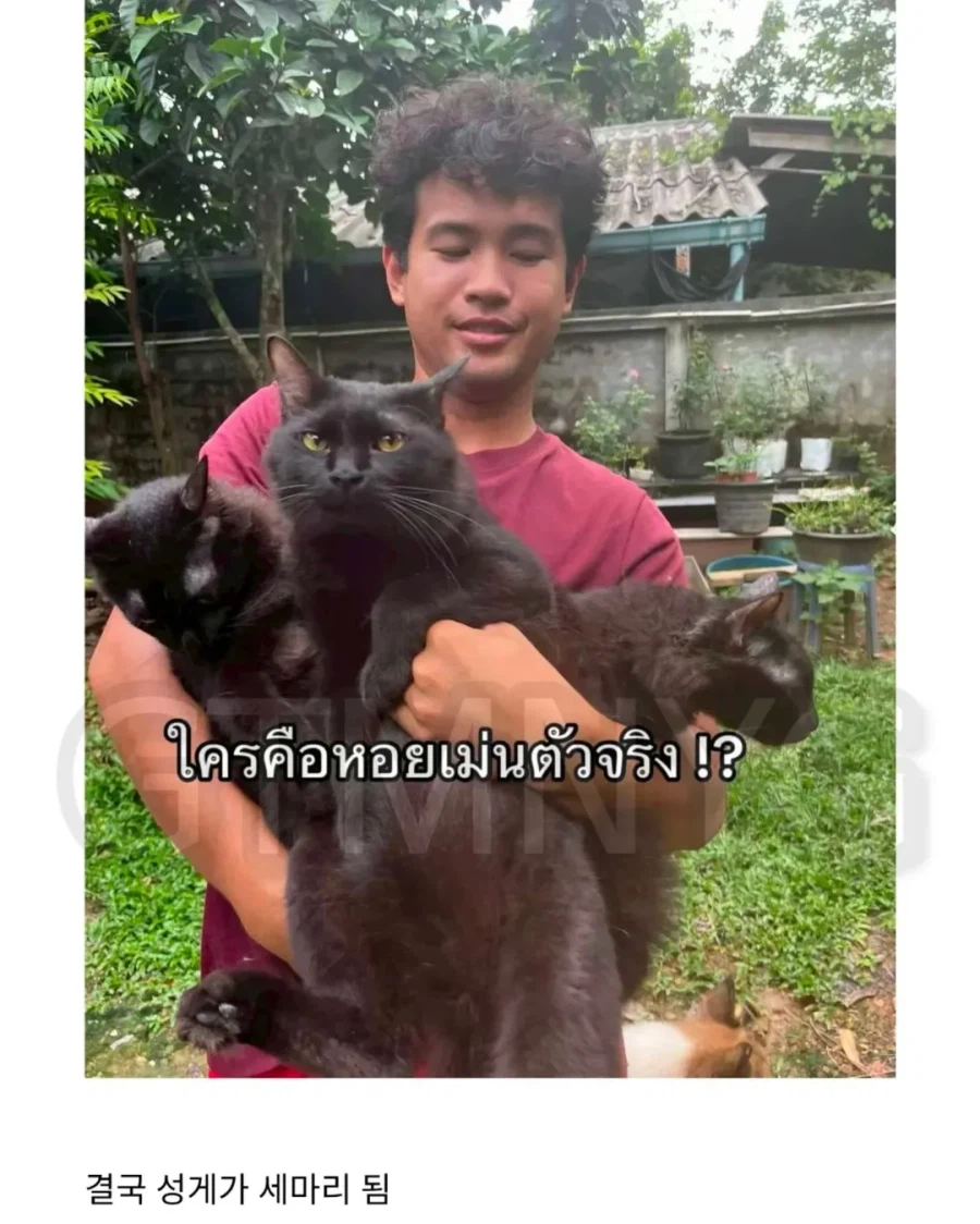 고양이 잃어버렸는데 찾긴 찾음 근데 이게 뭐야...jpg_6.webp