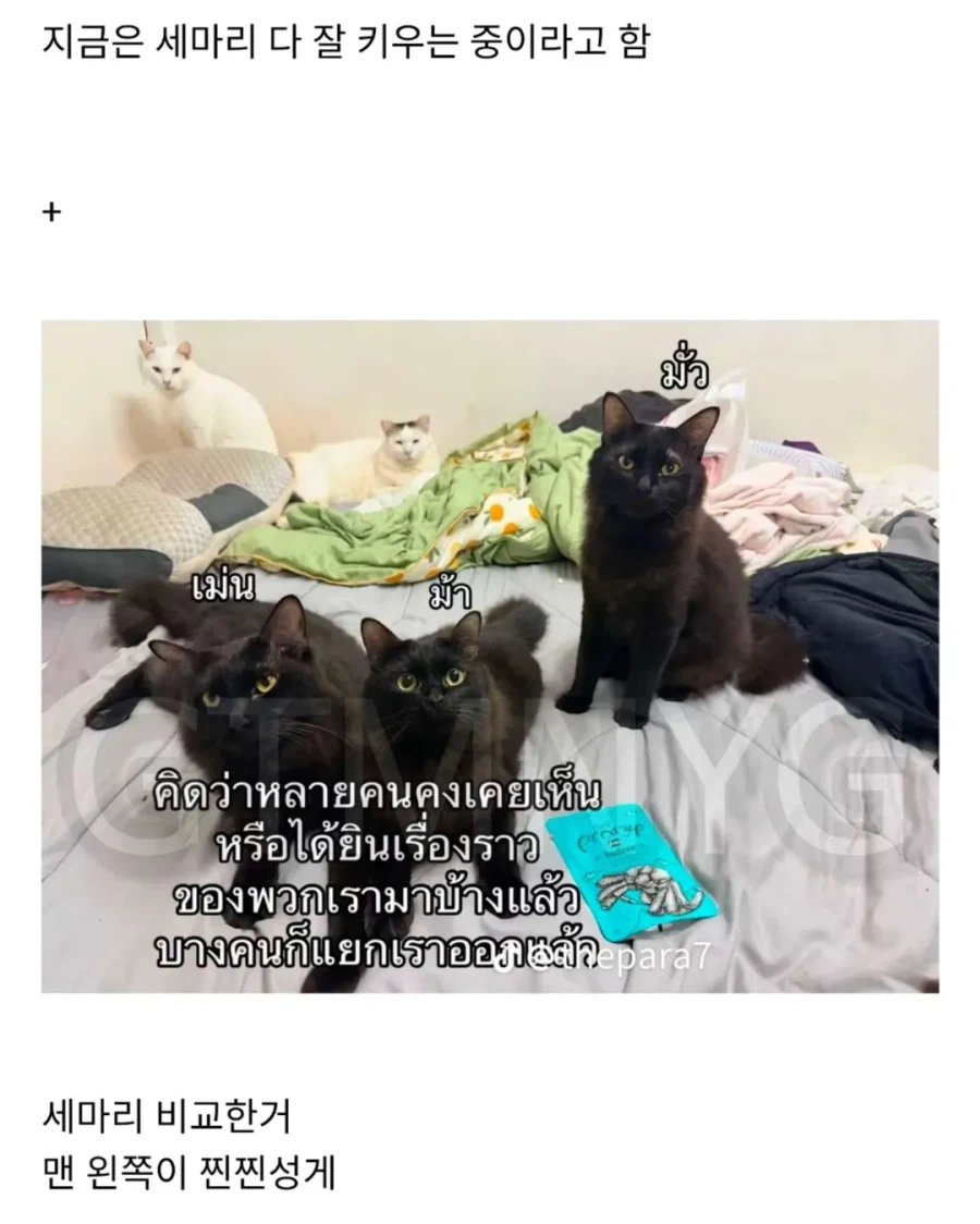 고양이 잃어버렸는데 찾긴 찾음 근데 이게 뭐야...jpg_7.webp