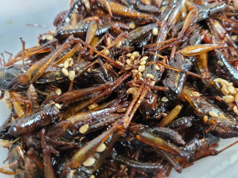 추억의 메뚜기 튀김 비쥬얼_1.webp