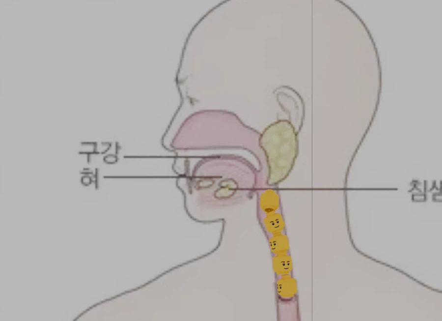 이론산 생존 가능_1.webp