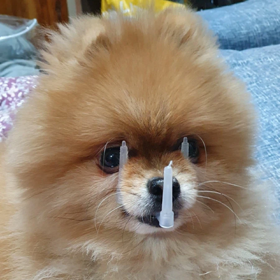 날카로운 송곳니가 갖고 싶었던 갱애쥐_1.webp