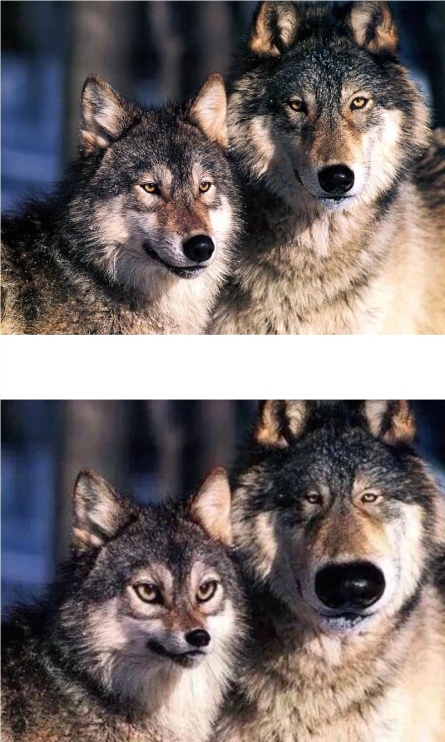 동물 캐릭터 성별표현법_1.webp