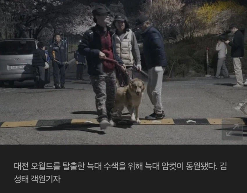 대전 탈출 늑대를 잡기위한 최후의 방법 동원 ㄷㄷㄷ_1.webp