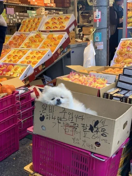 얼굴 믿고 아무것도 안하는 과일가게 알바_1.webp