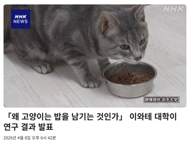 고양이가 밥을 남기는 이유는