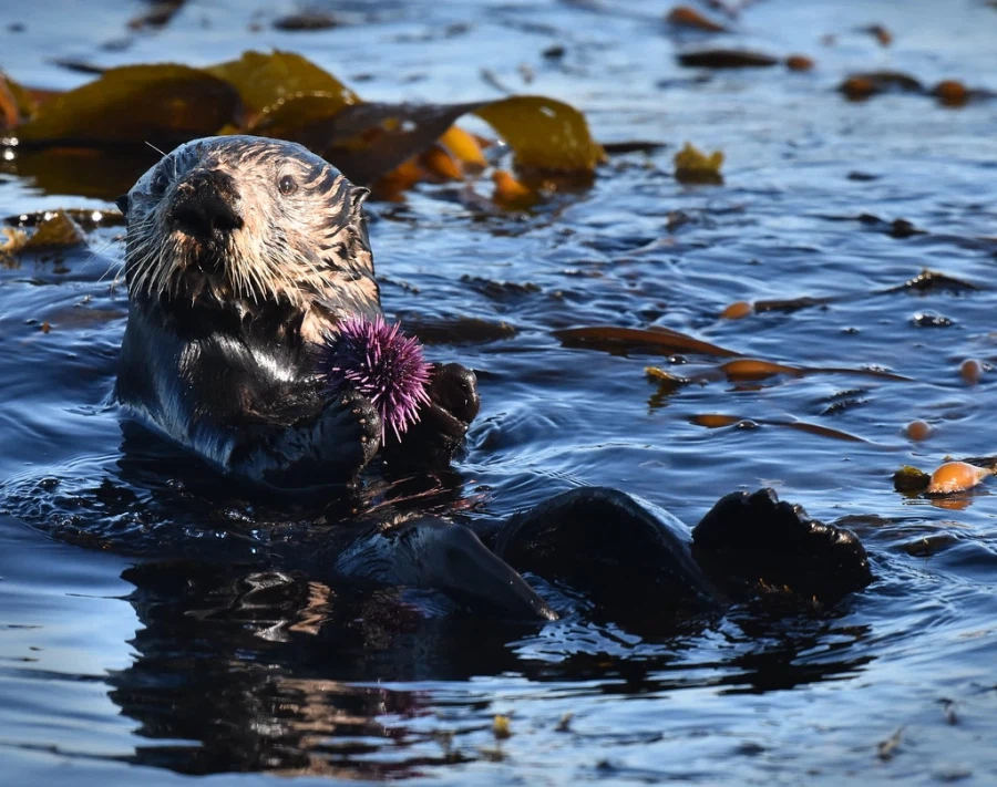 해달이 성게를 많이 먹으면 생기는 일.jpg_1.webp