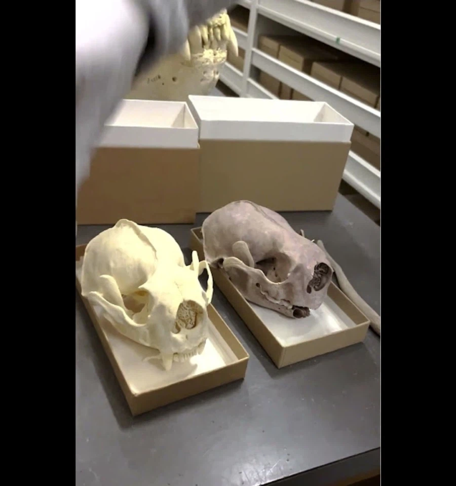 해달이 성게를 많이 먹으면 생기는 일.jpg_2.webp