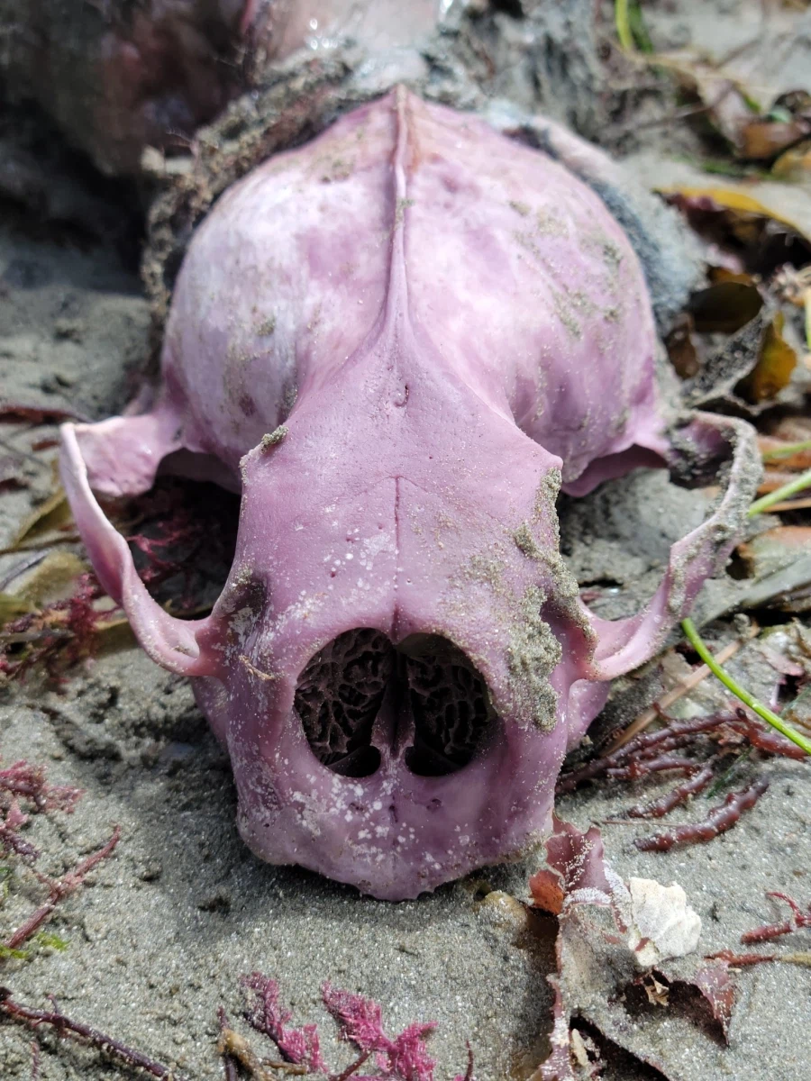 해달이 성게를 많이 먹으면 생기는 일.jpg_3.webp