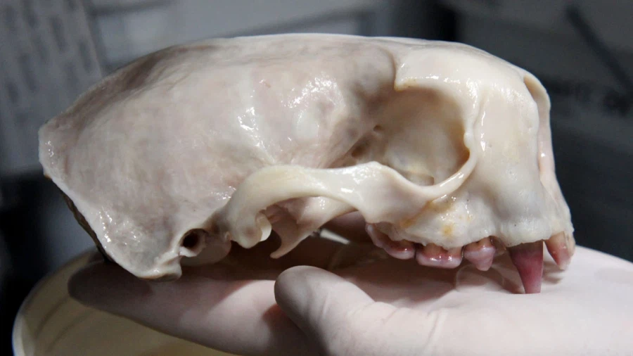 해달이 성게를 많이 먹으면 생기는 일.jpg_4.webp