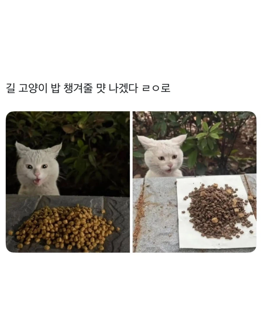길냥이가 살아남는 방법_1.webp
