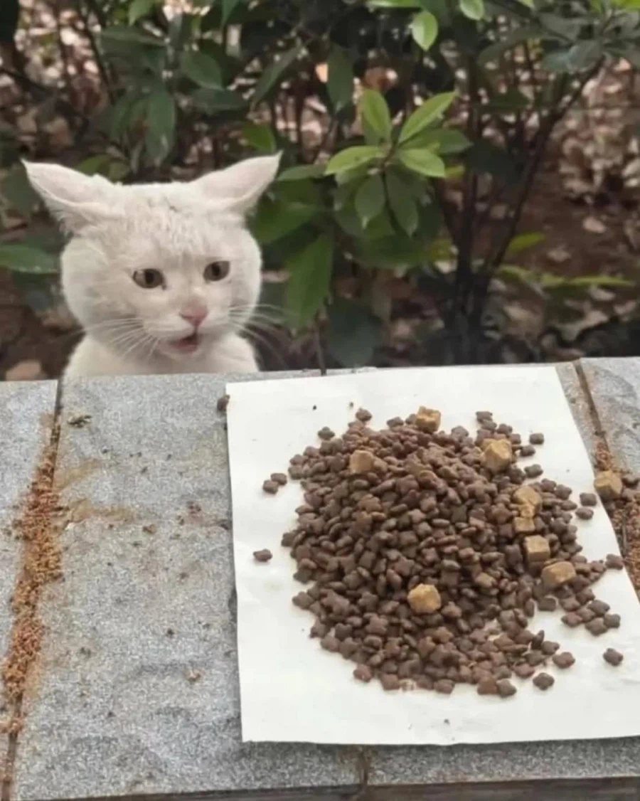 길냥이가 살아남는 방법_2.webp