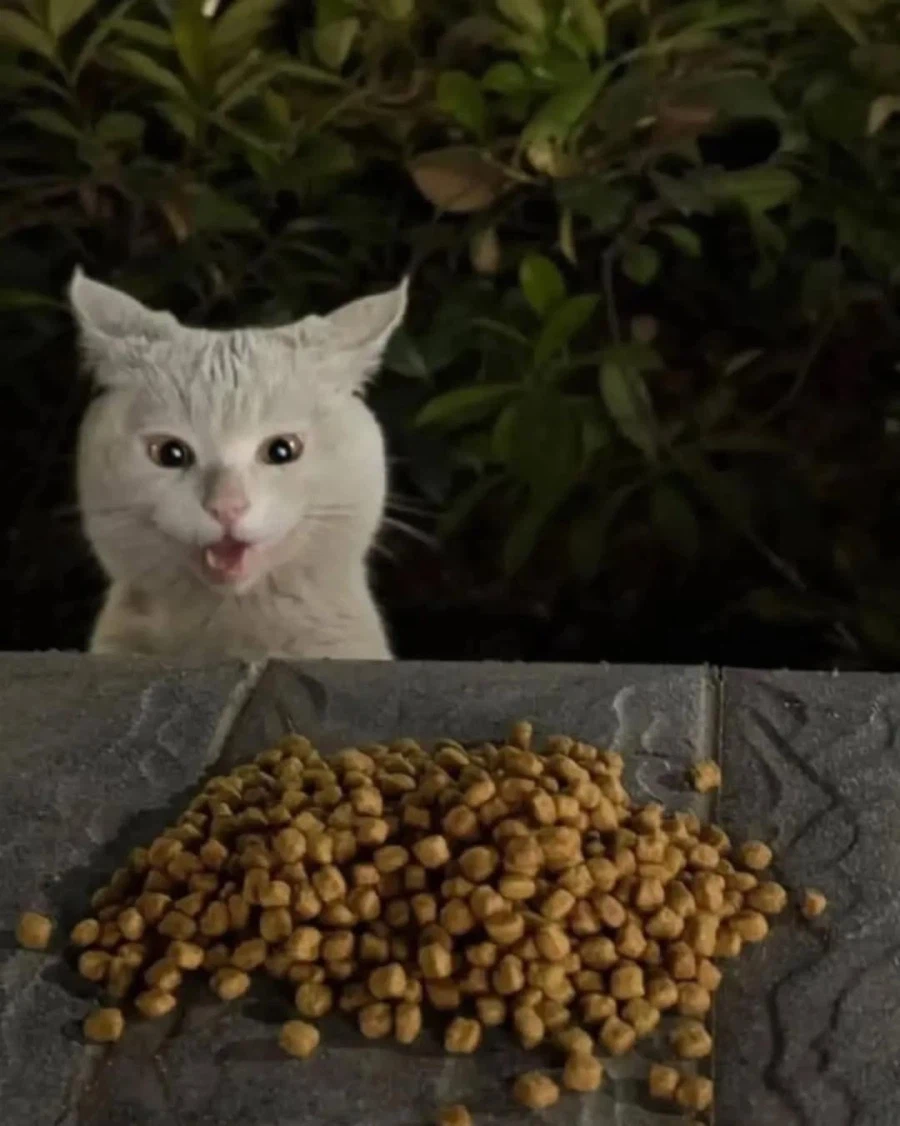 길냥이가 살아남는 방법_3.webp