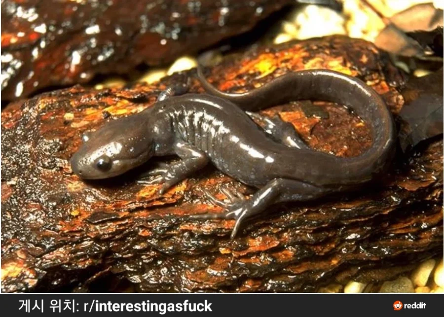 자가수정이지만 짝짓기는 하고 싶어_1.webp