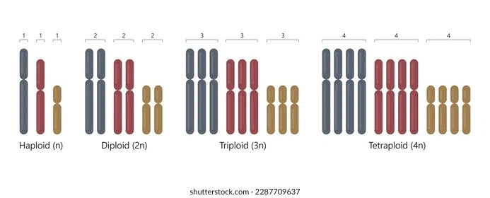 자가수정이지만 짝짓기는 하고 싶어_2.webp