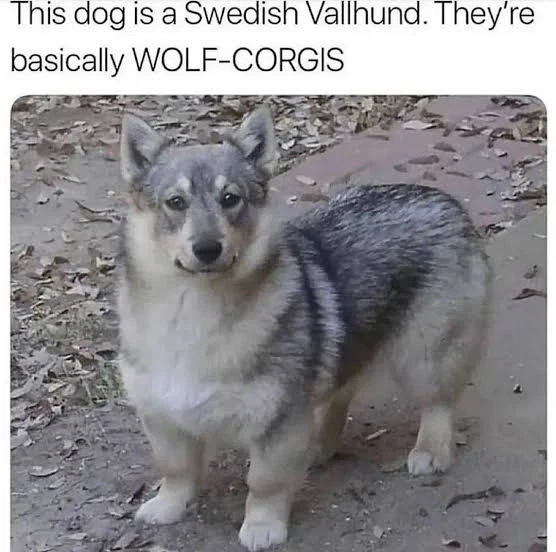 이상할정도로 유전이 잘되는 코기 유전자_1.webp