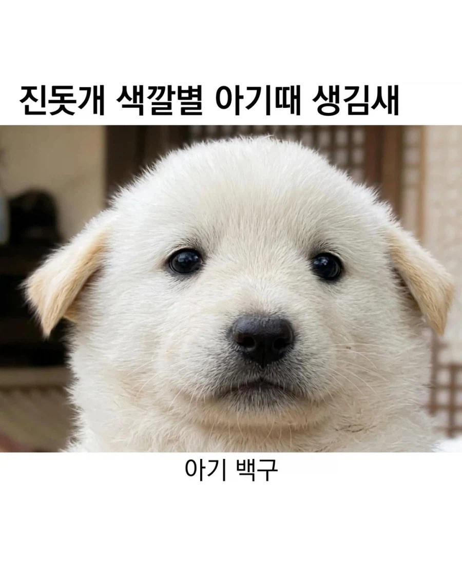 아기때는 완전 다르다는 진돗개_1.webp