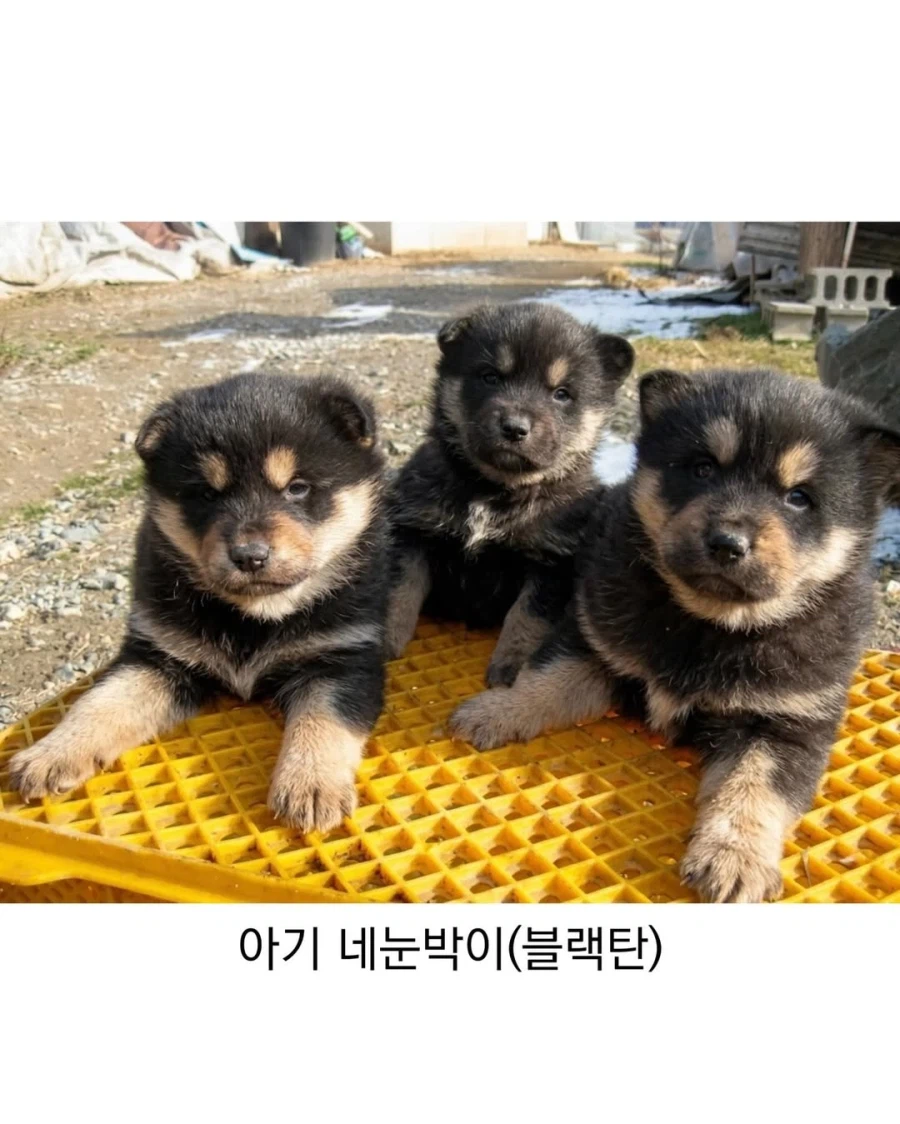 아기때는 완전 다르다는 진돗개_2.webp