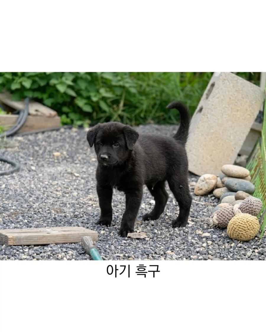 아기때는 완전 다르다는 진돗개_4.webp