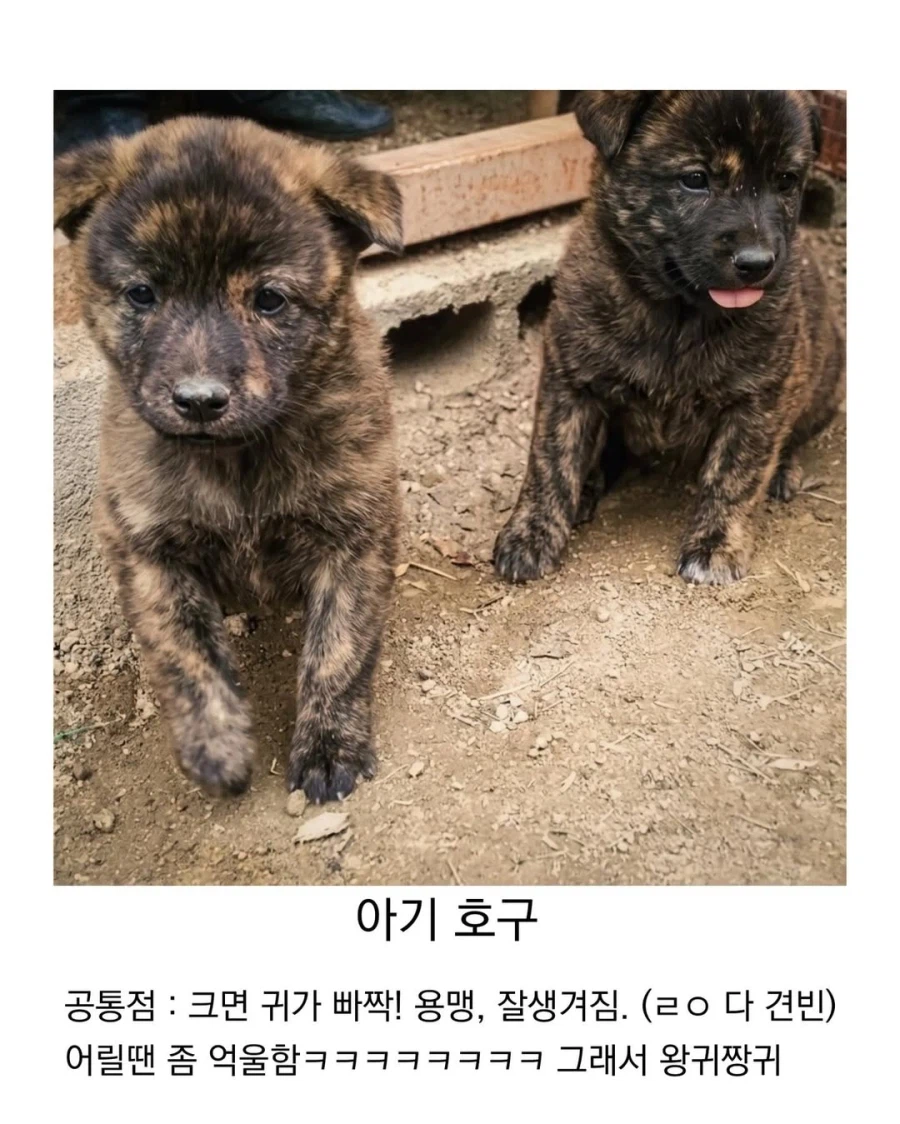 아기때는 완전 다르다는 진돗개_6.webp