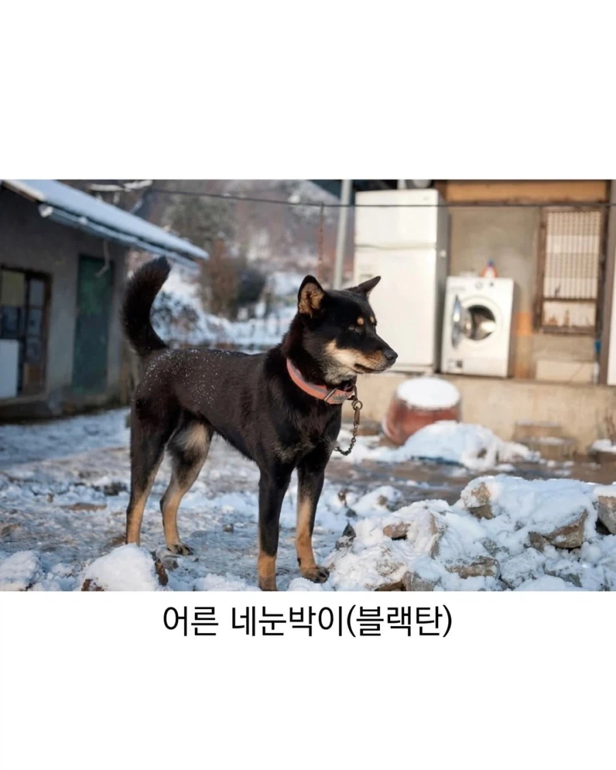 아기때는 완전 다르다는 진돗개_7.webp