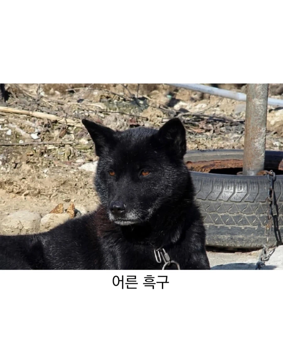 아기때는 완전 다르다는 진돗개_9.webp