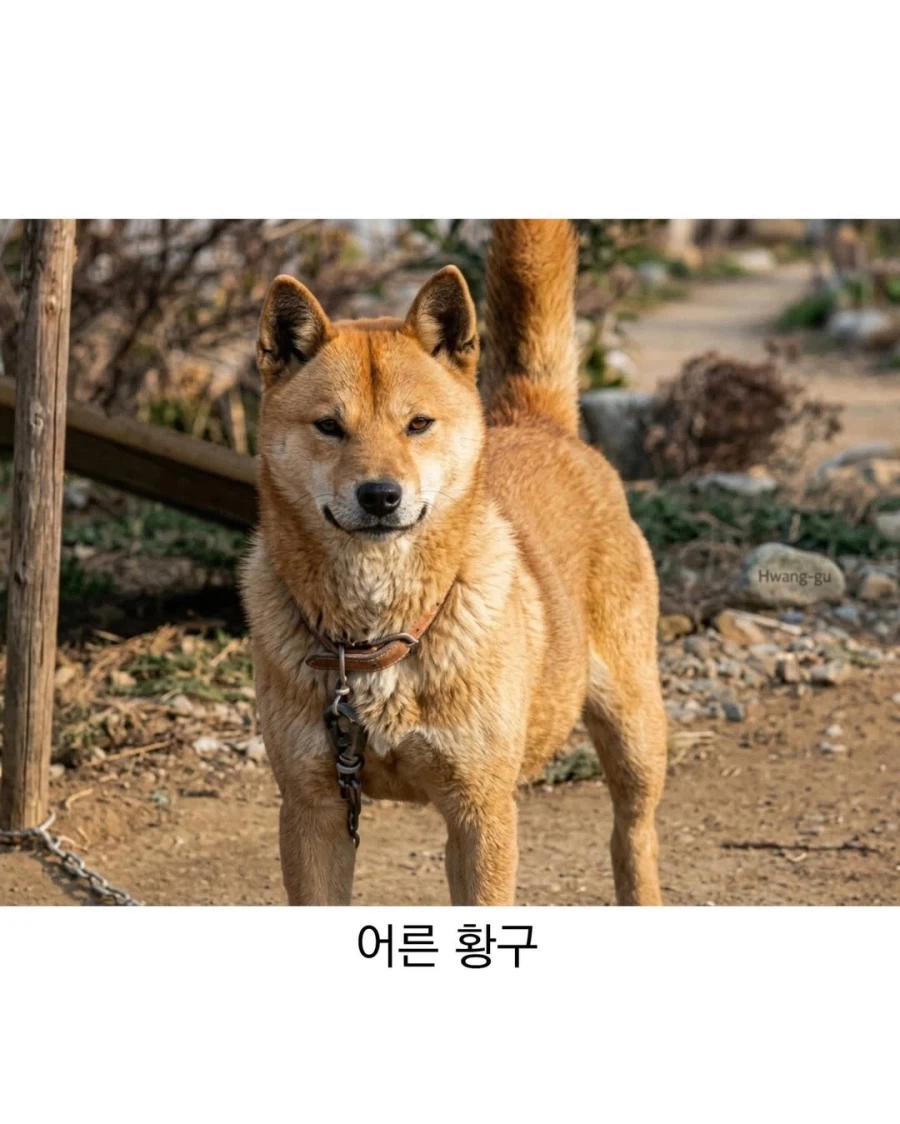 아기때는 완전 다르다는 진돗개_10.webp