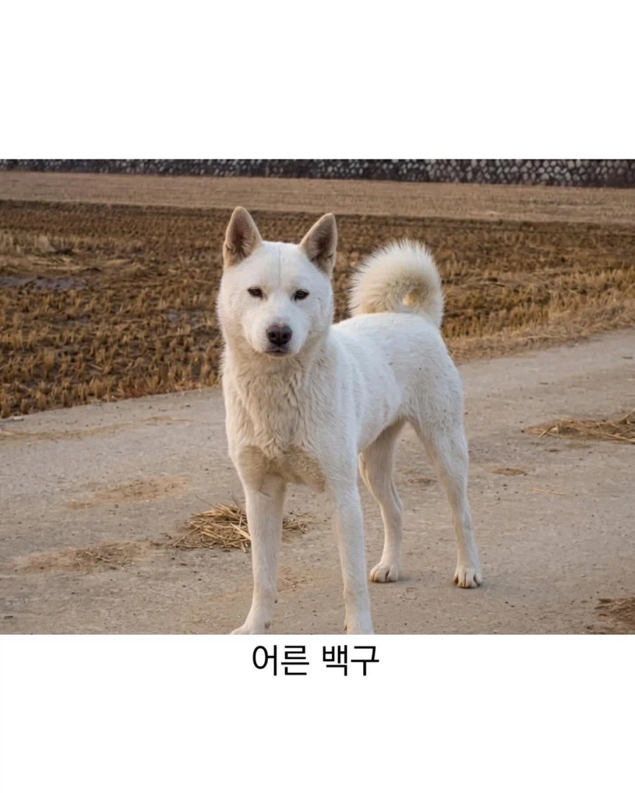 아기때는 완전 다르다는 진돗개_11.webp