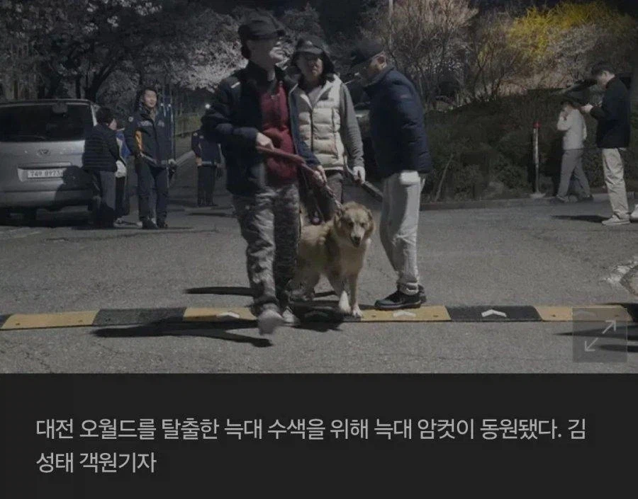 대전 늑대 포획작전, 결국 필살기 등장.jpg_1.webp