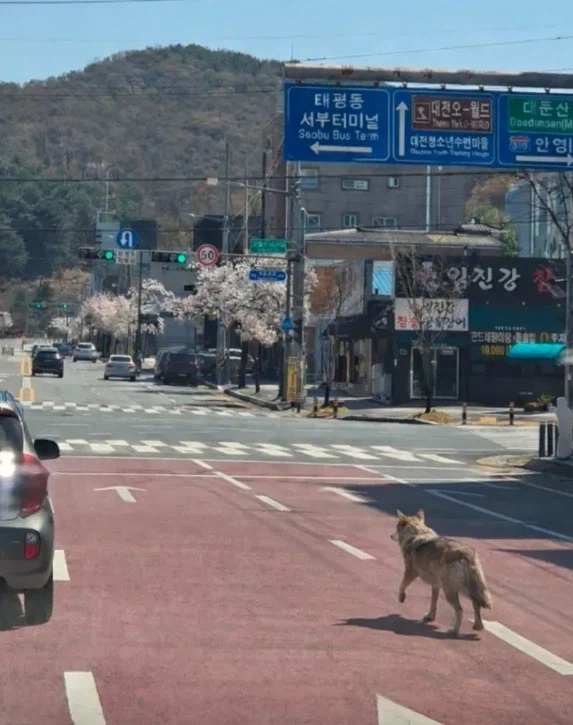 대전 늑대 탈출.... JPG_1.webp