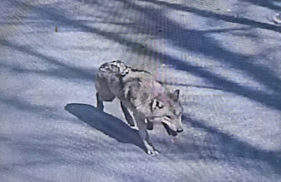 씨씨티비에 찍힌 대전 늑대 탈출 직후 모습_1.webp