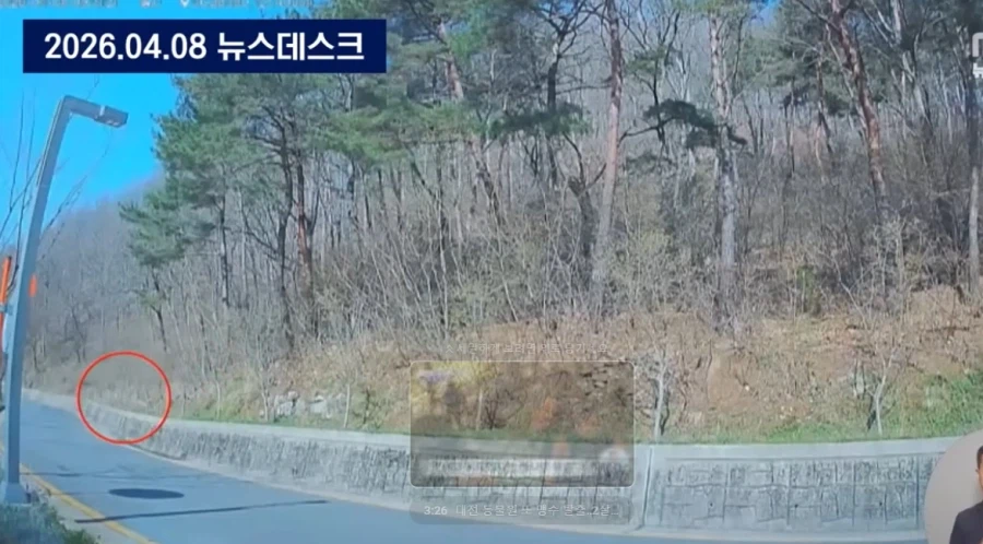 대전, 탈출 늑대 늑구가 안 잡히는 이유_1.webp