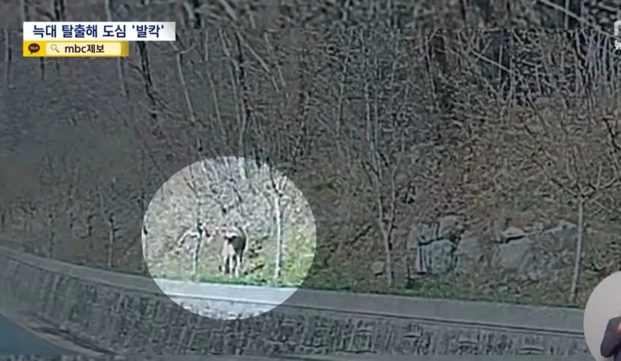 대전, 탈출 늑대 늑구가 안 잡히는 이유_3.webp