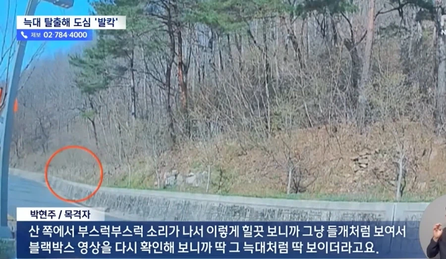 대전, 탈출 늑대 늑구가 안 잡히는 이유_4.webp