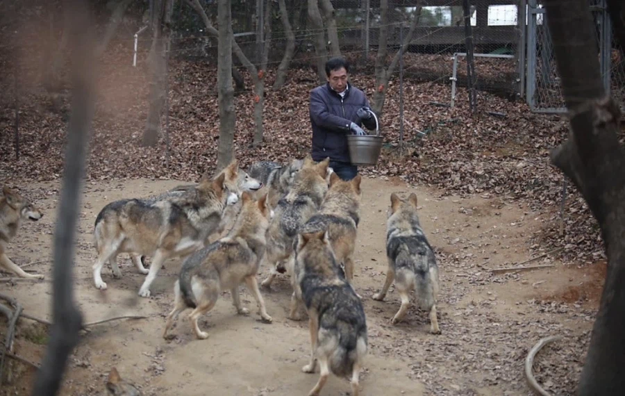 늑대 탈출 사건 일어난 오월드 평소 늑대 모습.jpg_1.webp