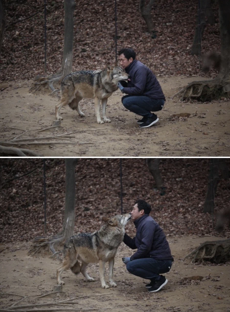 늑대 탈출 사건 일어난 오월드 평소 늑대 모습.jpg_2.webp