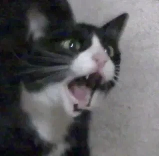 트릭컬 스핔이 우는 짤의 변천과정_5.webp